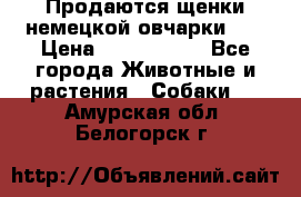 Продаются щенки немецкой овчарки!!! › Цена ­ 6000-8000 - Все города Животные и растения » Собаки   . Амурская обл.,Белогорск г.